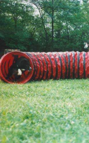 Agility Dog - L'uscita dal tubo