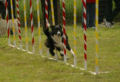 Agility