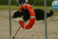 Agility