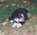 FETCHING DAYAN a 30 giorni di eta