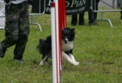 FETCHING DAYAN