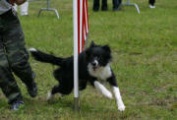 FETCHING DAYAN