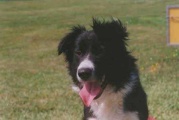 LILI